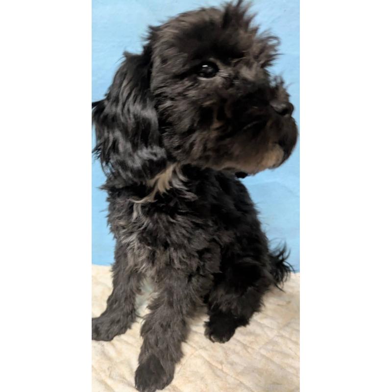 販売中の埼玉県のマルプー:マルチーズ×トイプードル-423329の8枚目