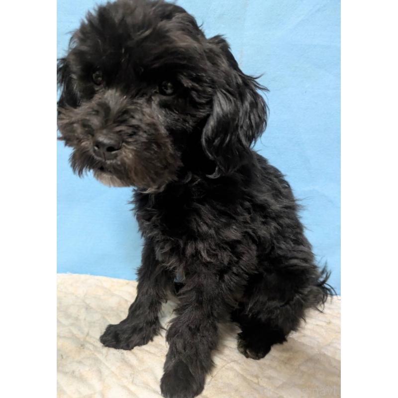 販売中の埼玉県のマルプー:マルチーズ×トイプードル-423329の7枚目