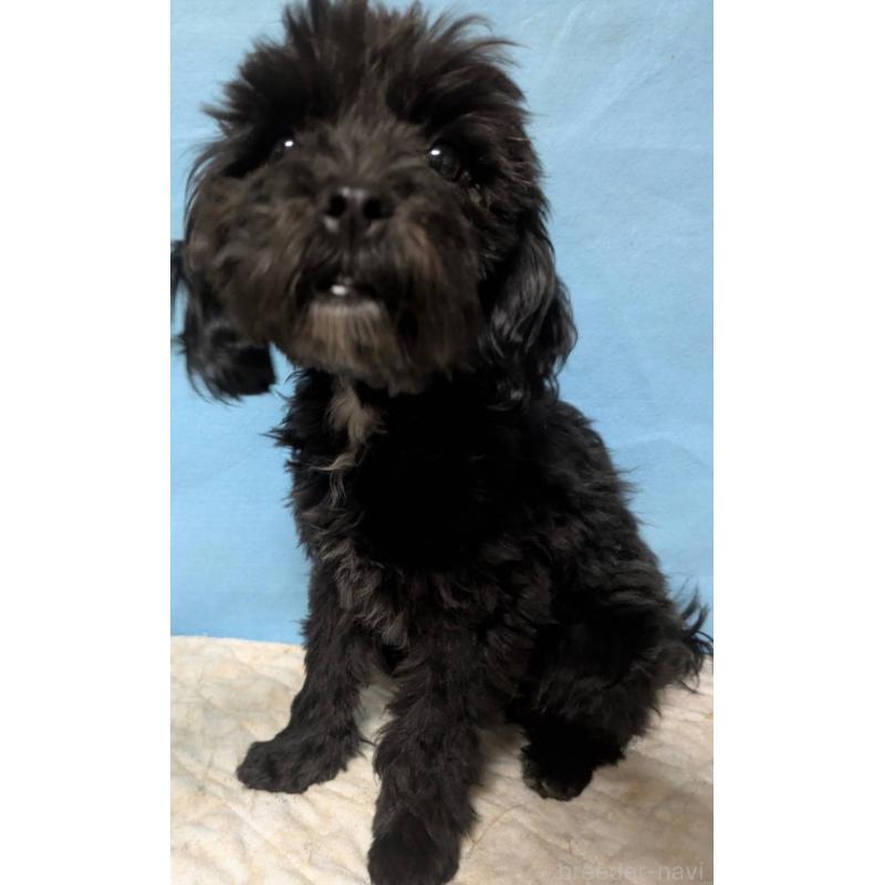 販売中の埼玉県のマルプー:マルチーズ×トイプードル-423329の6枚目