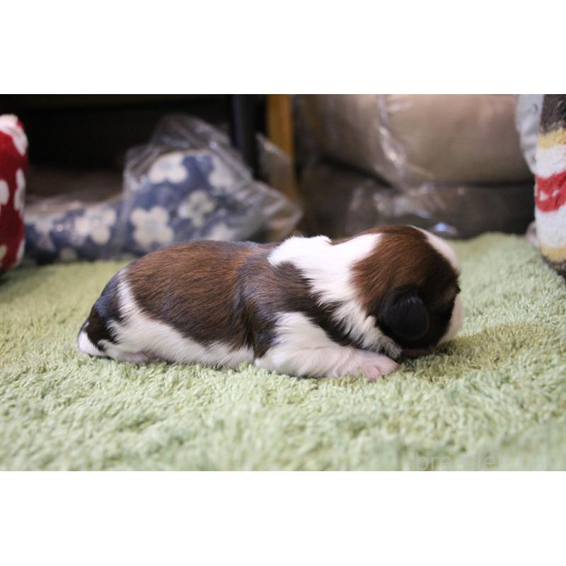 販売中の愛知県のシーズー-445221の30枚目