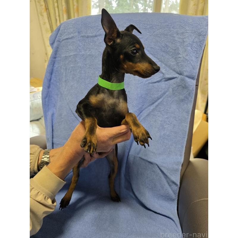 販売中の静岡県のトイマンチェスターテリア-432677の3枚目