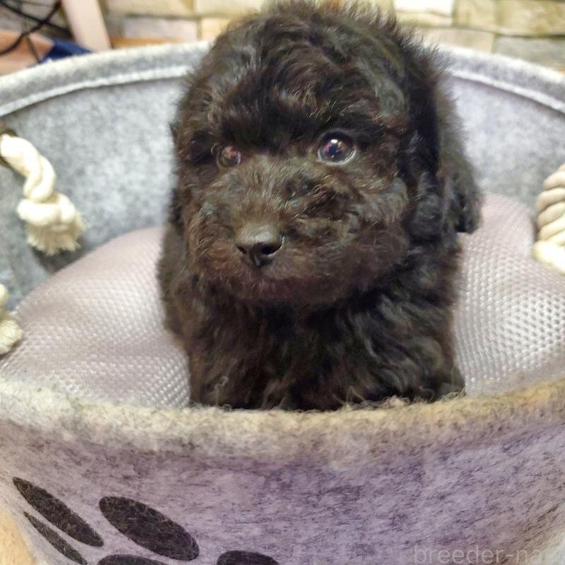 成約済の広島県のトイプードル-444278の4枚目