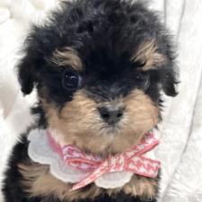 ♀︎チワプー:チワワ×トイプードル