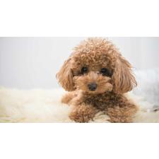 武笠哲也ブリーダー