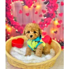 ♀︎タイニープードル