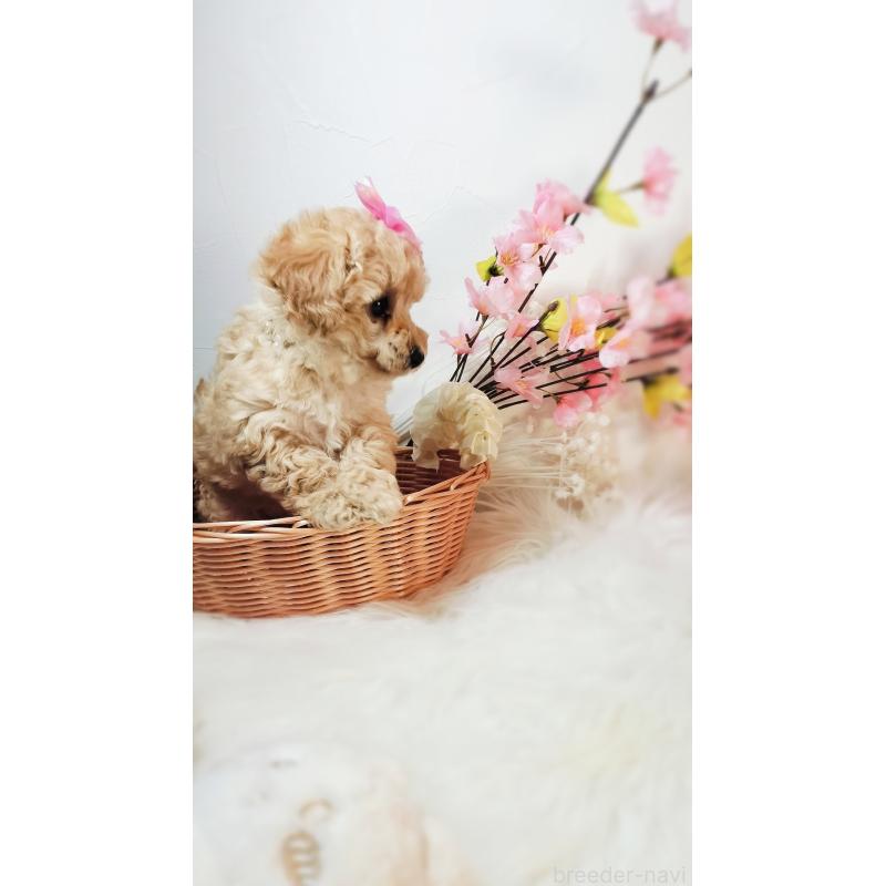 成約済の愛媛県のタイニープードル-441928の7枚目