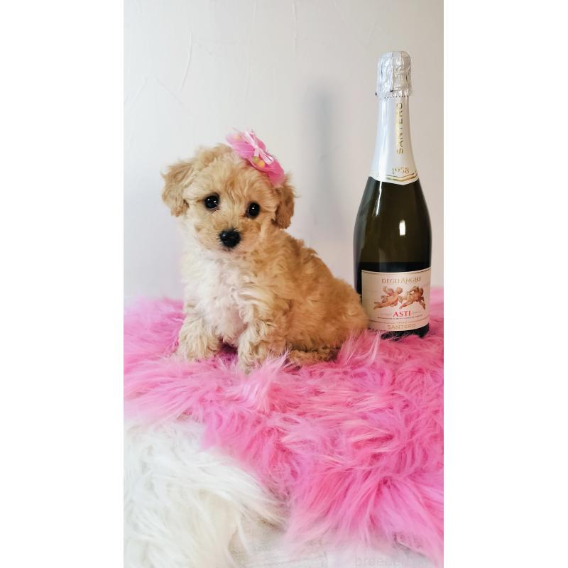 成約済の愛媛県のタイニープードル-441928の6枚目