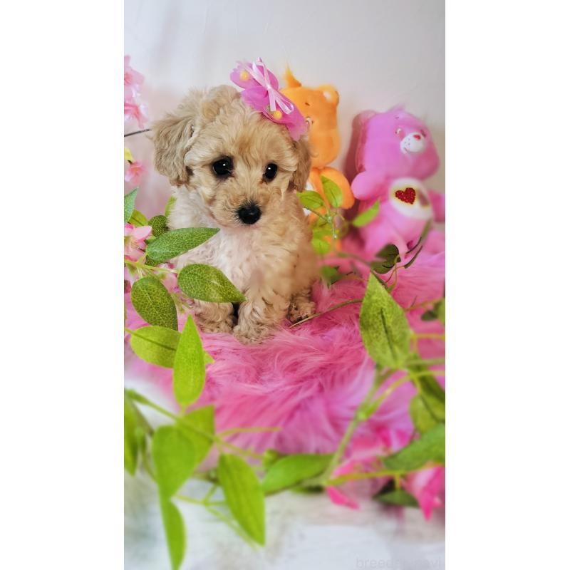 成約済の愛媛県のタイニープードル-441928の5枚目