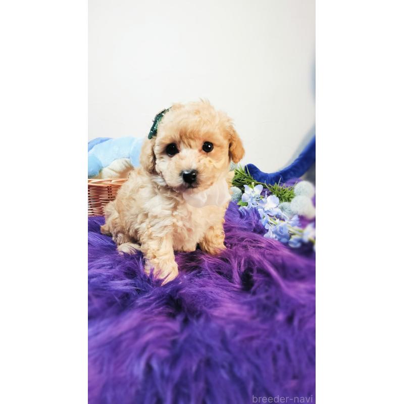 商談中の愛媛県のタイニープードル-441849の4枚目