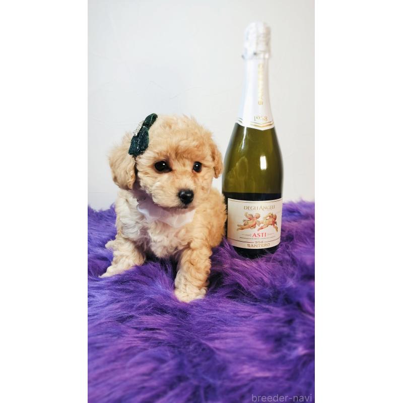 商談中の愛媛県のタイニープードル-441849の2枚目