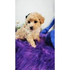 ♀︎タイニープードル