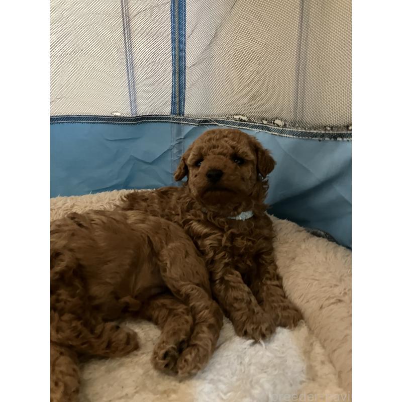 成約済の滋賀県のトイプードル-441370の3枚目