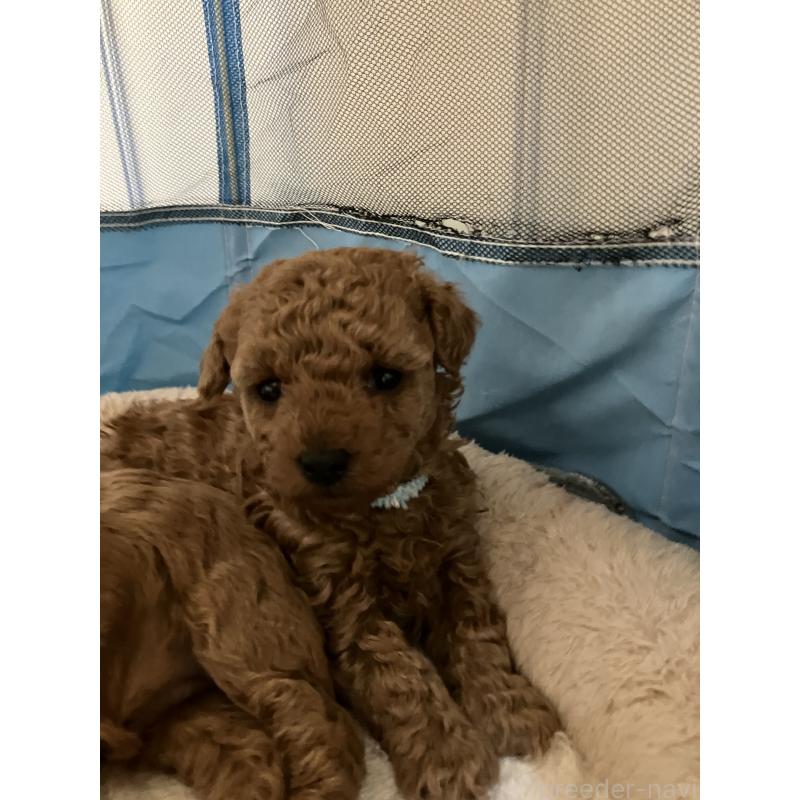 成約済の滋賀県のトイプードル-441370の2枚目