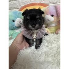 ♀︎ポメマル:ポメラニアン×マルチーズ