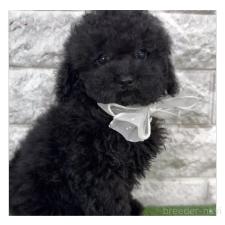 ♀︎タイニープードル