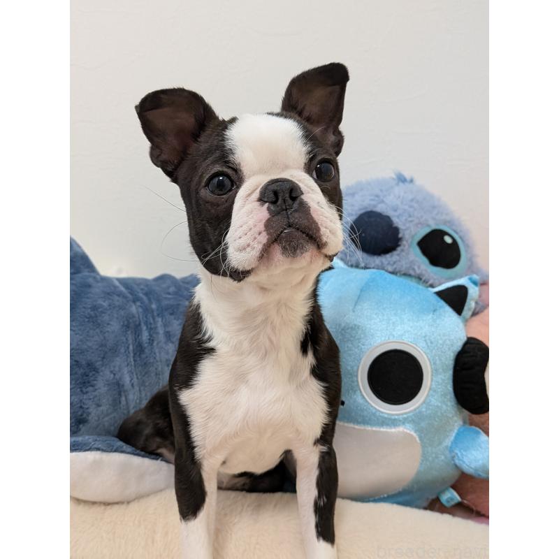 販売中の愛知県のボストンテリア-424019の14枚目