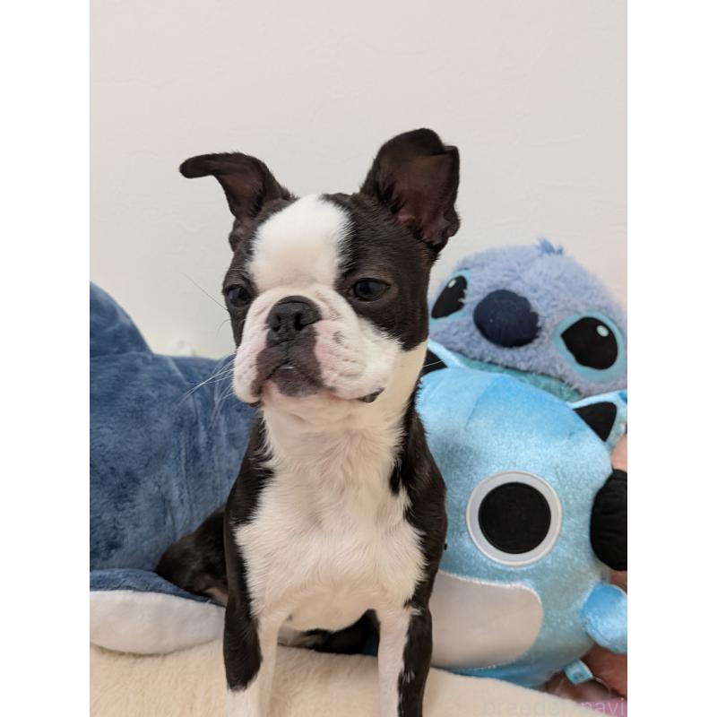 販売中の愛知県のボストンテリア-424019の13枚目