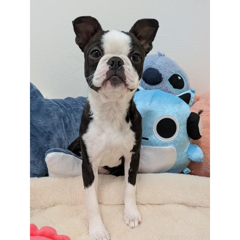 販売中の愛知県のボストンテリア-424019の12枚目