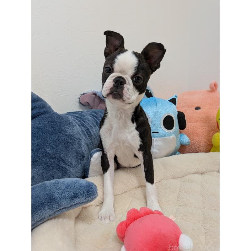 販売中の愛知県のボストンテリア-424019の11枚目