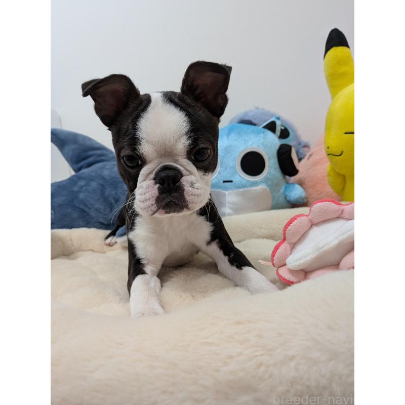 販売中の愛知県のボストンテリア-424019の10枚目