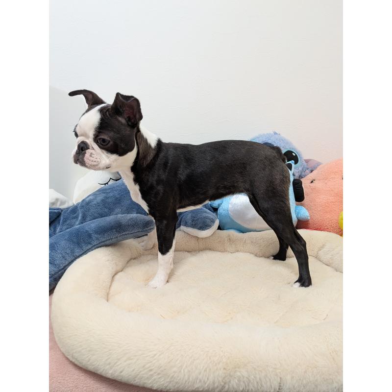 販売中の愛知県のボストンテリア-424019の9枚目