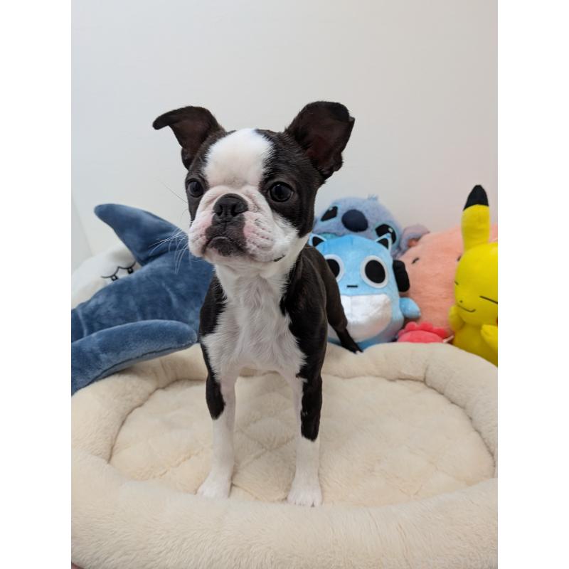 販売中の愛知県のボストンテリア-424019の7枚目