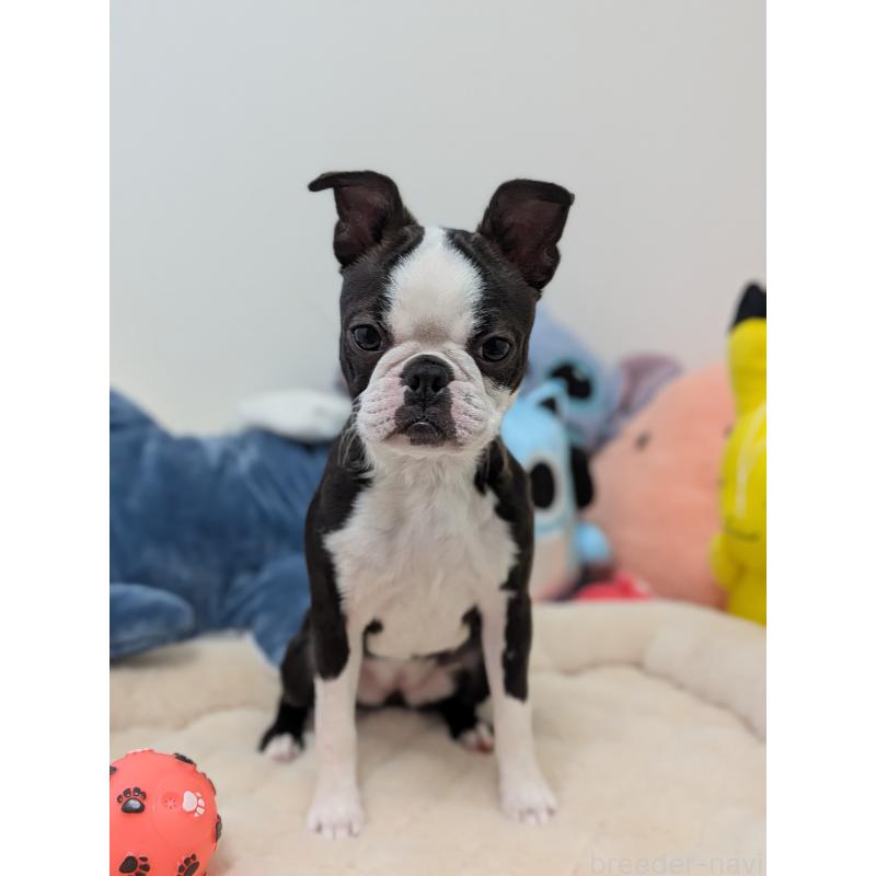 販売中の愛知県のボストンテリア-424019の6枚目