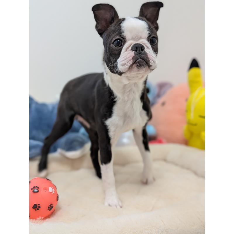 販売中の愛知県のボストンテリア-424019の5枚目