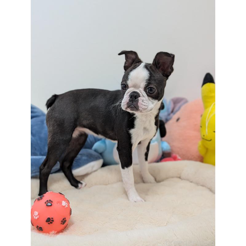 販売中の愛知県のボストンテリア-424019の4枚目