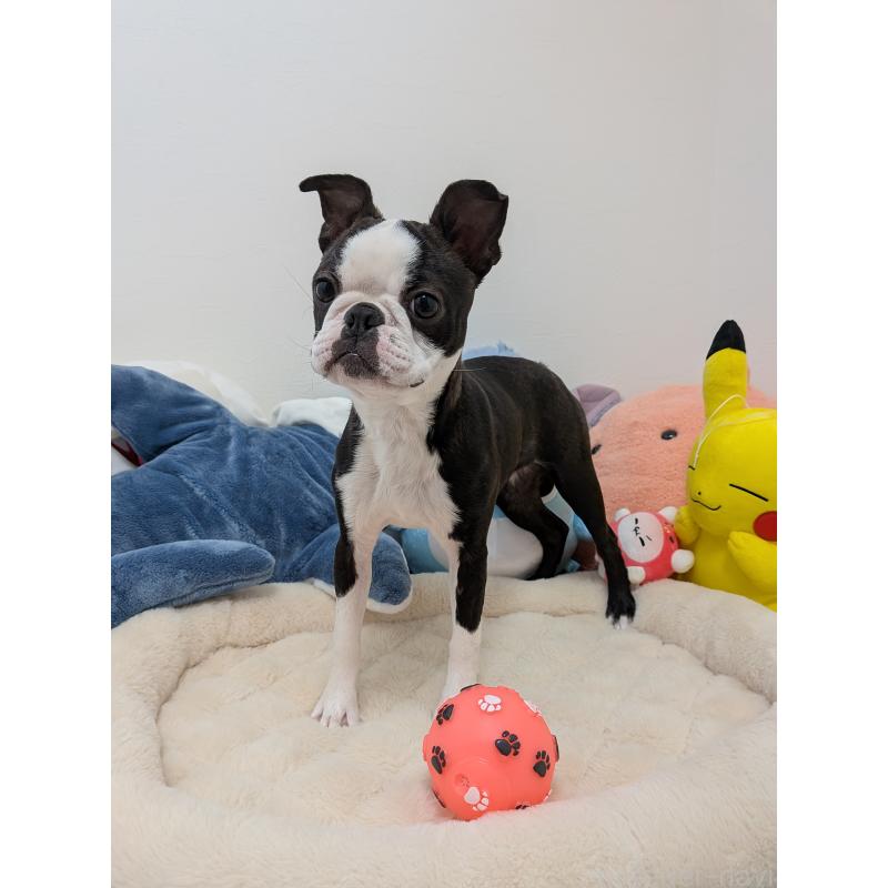 販売中の愛知県のボストンテリア-424019の3枚目