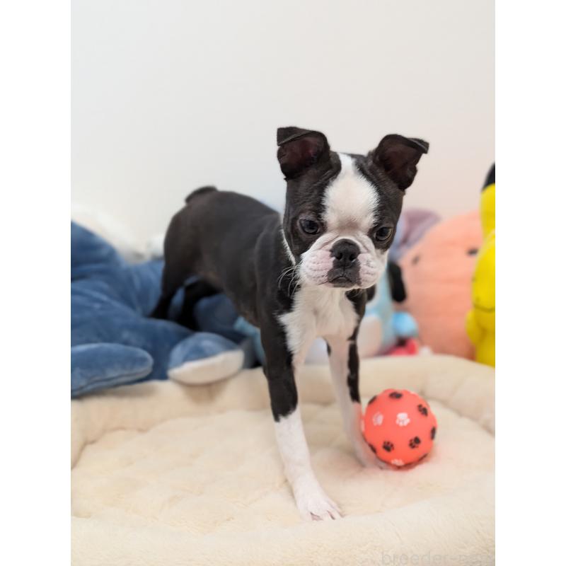 販売中の愛知県のボストンテリア-424019の2枚目