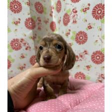 ♀︎ミニチュアダックスフンド(スムースヘアード)