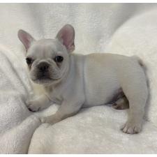 ♀︎フレンチブルドッグ