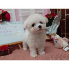 ♀︎ビションフリーゼ