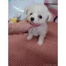 ♀︎ビションフリーゼ