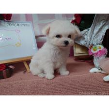 ♀︎ビションフリーゼ