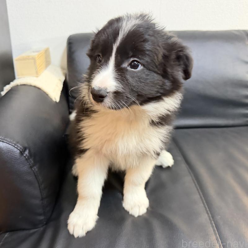 成約済の埼玉県のボーダーコリー-446484の4枚目