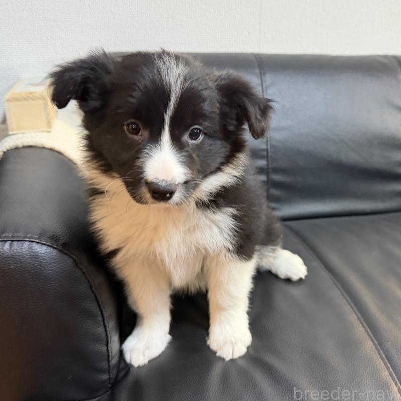 成約済の埼玉県のボーダーコリー-446484の3枚目