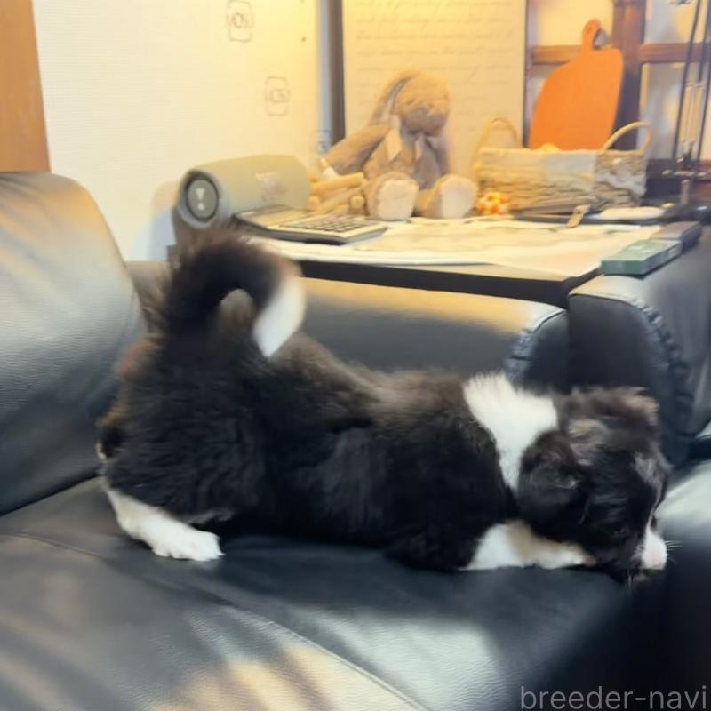 成約済の埼玉県のボーダーコリー-446484の2枚目