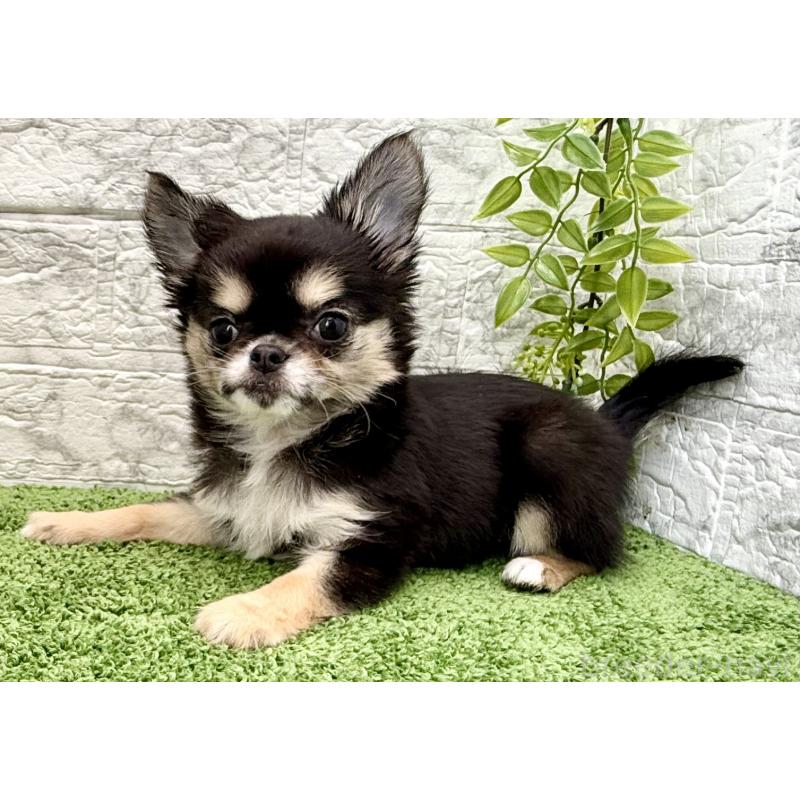 販売中の埼玉県のチワワ(ロングコート)-442731の13枚目