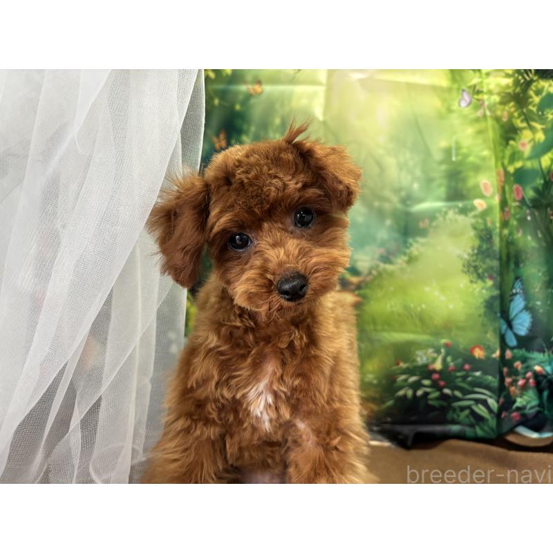 成約済の栃木県のタイニープードル-423222の11枚目