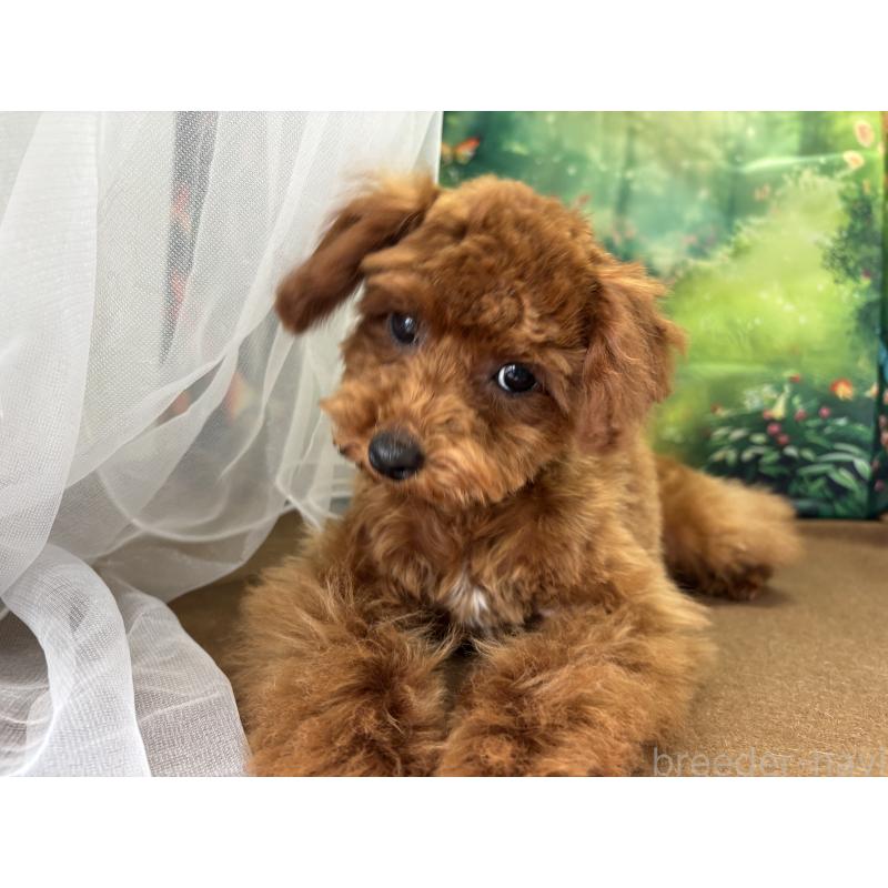 成約済の栃木県のタイニープードル-423222の10枚目