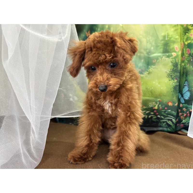 成約済の栃木県のタイニープードル-423222の9枚目