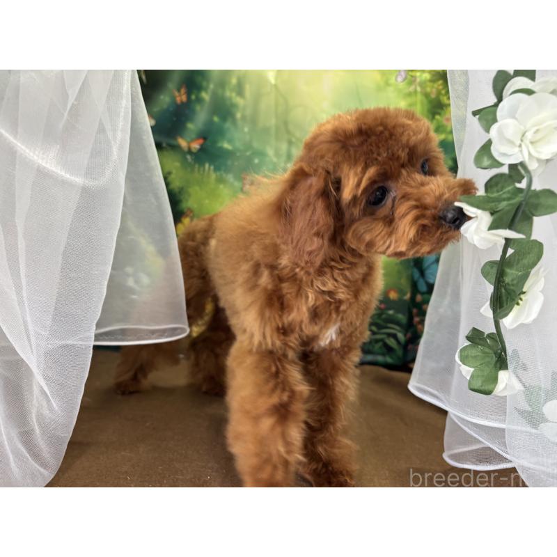 成約済の栃木県のタイニープードル-423222の8枚目