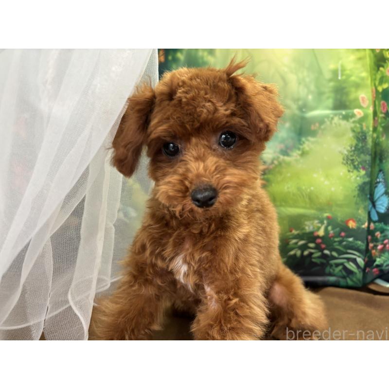 成約済の栃木県のタイニープードル-423222の7枚目