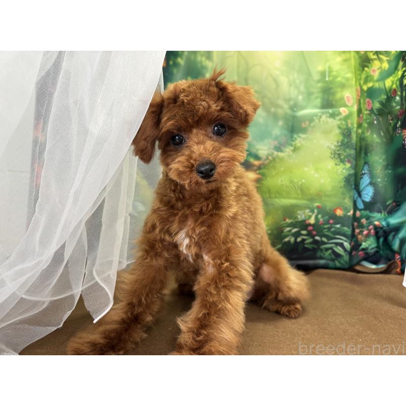 成約済の栃木県のタイニープードル-423222の6枚目