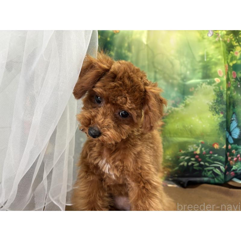 成約済の栃木県のタイニープードル-423222の5枚目