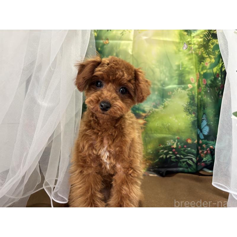 成約済の栃木県のタイニープードル-423222の3枚目