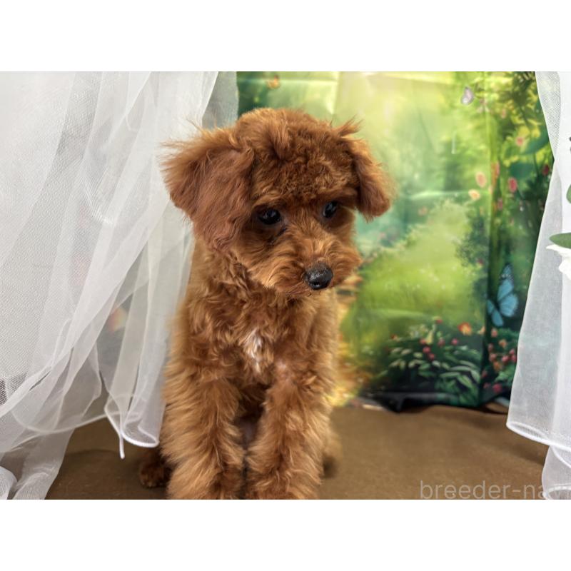 成約済の栃木県のタイニープードル-423222の2枚目