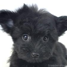 ♀︎チワプー:チワワ×トイプードル